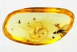 Fossil Dance Fly, Springtail, and Gall Midge In Baltic Amber #367526-1